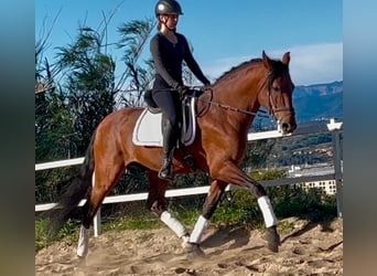 PRE Mestizo, Semental, 5 años, 167 cm, Castaño