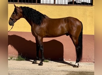 PRE Mestizo, Semental, 5 años, 167 cm, Castaño