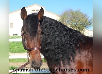 PRE Mestizo, Semental, 5 años, 167 cm, Castaño