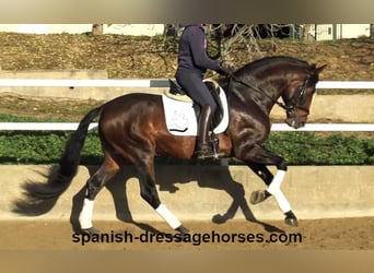 PRE Mestizo, Semental, 5 años, 167 cm, Castaño