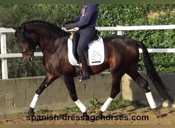 PRE Mestizo, Semental, 5 años, 167 cm, Castaño