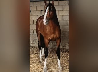 PRE, Semental, 5 años, 167 cm, Castaño
