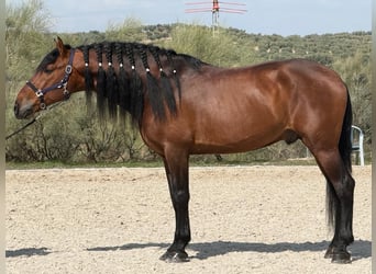 PRE, Semental, 5 años, 167 cm, Castaño rojizo