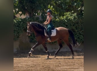 PRE, Semental, 5 años, 167 cm, Castaño rojizo
