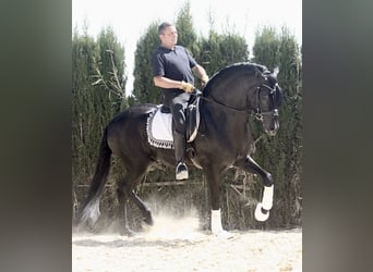 PRE Mestizo, Semental, 5 años, 167 cm, Negro