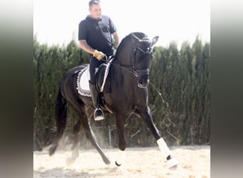 PRE Mestizo, Semental, 5 años, 167 cm, Negro