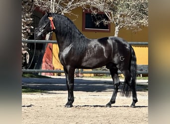 PRE Mestizo, Semental, 5 años, 167 cm, Negro