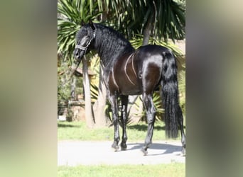 PRE Mestizo, Semental, 5 años, 167 cm, Negro