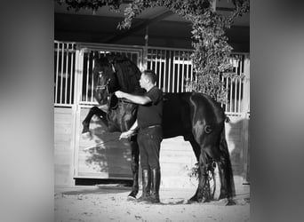 PRE Mestizo, Semental, 5 años, 167 cm, Negro