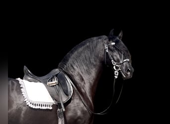 PRE Mestizo, Semental, 5 años, 167 cm, Negro