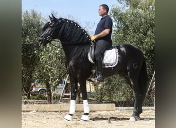 PRE Mestizo, Semental, 5 años, 167 cm, Negro