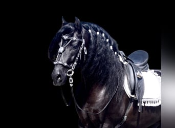 PRE Mestizo, Semental, 5 años, 167 cm, Negro