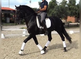 PRE Mestizo, Semental, 5 años, 167 cm, Negro