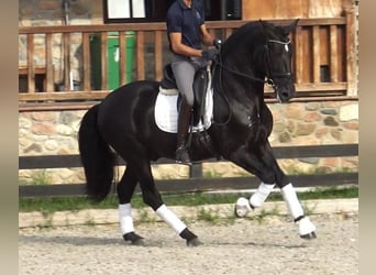 PRE Mestizo, Semental, 5 años, 167 cm, Negro