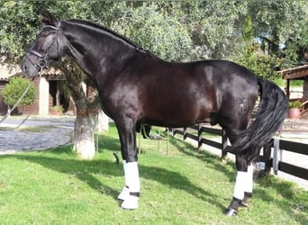 PRE Mestizo, Semental, 5 años, 167 cm, Negro