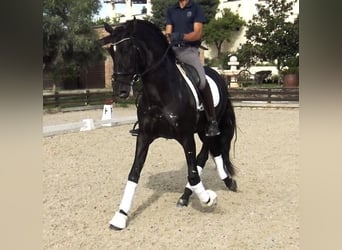 PRE Mestizo, Semental, 5 años, 167 cm, Negro