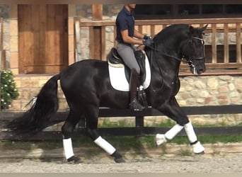 PRE Mestizo, Semental, 5 años, 167 cm, Negro