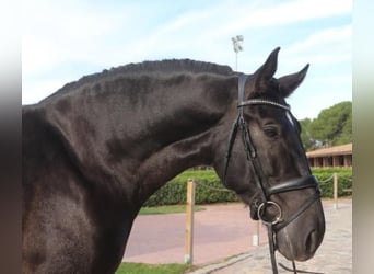 PRE Mestizo, Semental, 5 años, 167 cm, Negro