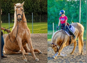 PRE Mestizo, Semental, 5 años, 167 cm, Palomino