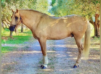 PRE Mestizo, Semental, 5 años, 167 cm, Palomino