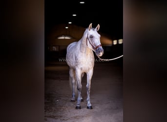 PRE, Semental, 5 años, 167 cm, Tordo