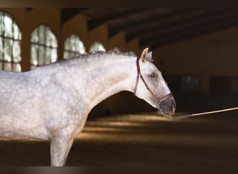 PRE, Semental, 5 años, 167 cm, Tordo