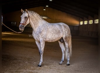 PRE, Semental, 5 años, 167 cm, Tordo