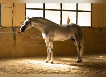 PRE, Semental, 5 años, 167 cm, Tordo
