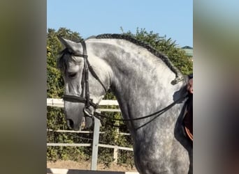 PRE Mestizo, Semental, 5 años, 167 cm, Tordo