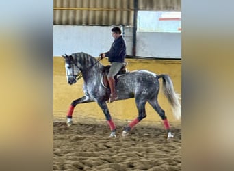 PRE Mestizo, Semental, 5 años, 167 cm, Tordo