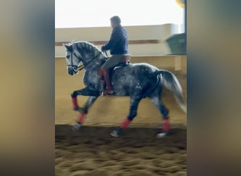PRE Mestizo, Semental, 5 años, 167 cm, Tordo