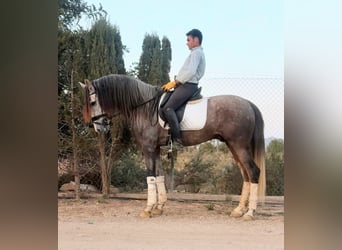PRE, Semental, 5 años, 167 cm, Tordo rodado