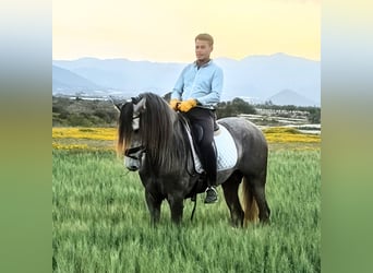 PRE, Semental, 5 años, 167 cm, Tordo rodado
