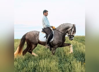 PRE, Semental, 5 años, 167 cm, Tordo rodado