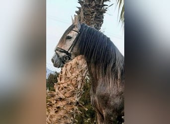 PRE, Semental, 5 años, 167 cm, Tordo rodado