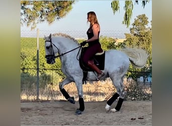 PRE Mestizo, Semental, 5 años, 167 cm, White/Blanco