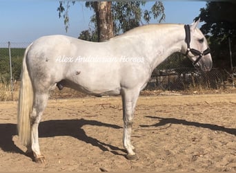 PRE Mestizo, Semental, 5 años, 167 cm, White/Blanco