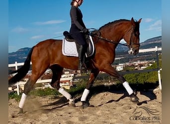 PRE, Semental, 5 años, 168 cm, Castaño