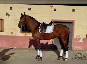 PRE, Semental, 5 años, 168 cm, Castaño