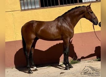 PRE, Semental, 5 años, 168 cm, Castaño