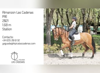 PRE, Semental, 5 años, 168 cm, Castaño