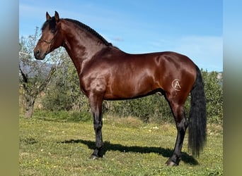 PRE Mestizo, Semental, 5 años, 168 cm, Castaño oscuro