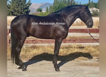 PRE Mestizo, Semental, 5 años, 168 cm, Negro