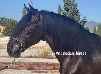 PRE Mestizo, Semental, 5 años, 168 cm, Negro