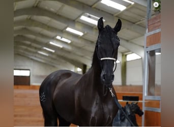 PRE Mestizo, Semental, 5 años, 168 cm, Negro