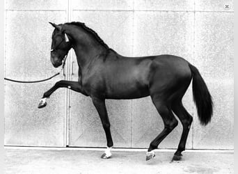 PRE Mestizo, Semental, 5 años, 168 cm, Negro