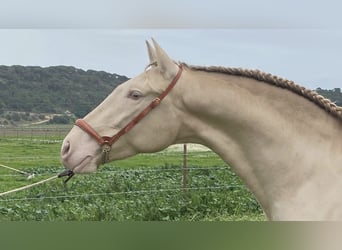 PRE Mestizo, Semental, 5 años, 168 cm, Perla