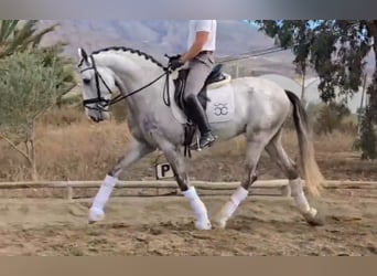 PRE Mestizo, Semental, 5 años, 168 cm, Tordo