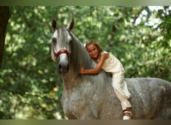 PRE Mestizo, Semental, 5 años, 168 cm, Tordo