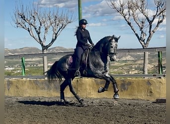PRE Mestizo, Semental, 5 años, 168 cm, Tordo rodado